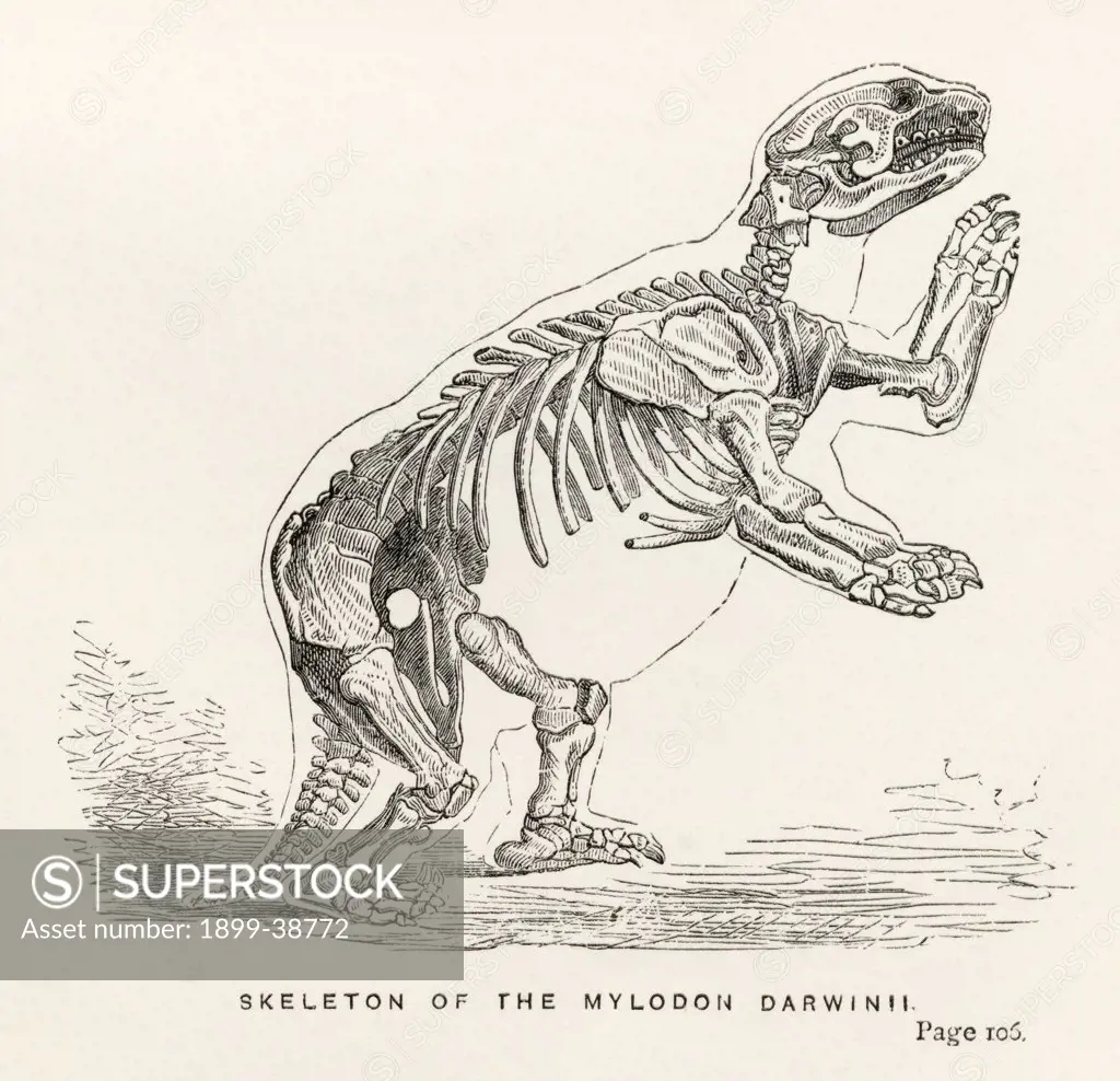 Skeleton of Mylodon Darwinii From the book Journal of Researches by Charles Darwin also known as Darwin's Journal of a Voyage Around the World published 1890