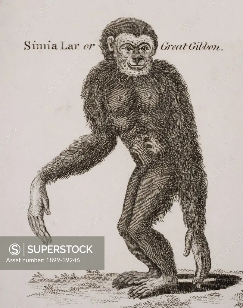 Simia Lar, Great Gibbon. Engraved by Barlow, 18th century.