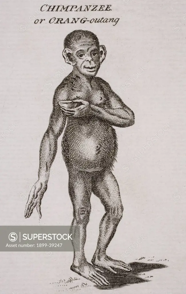 Chimpanzee or Orang-Outang. Engraved by P. Halpin 18th century.