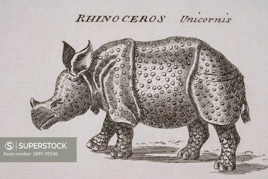 Rhinoceros, Unicornis. Engraved by P. Halpin 18th century. 