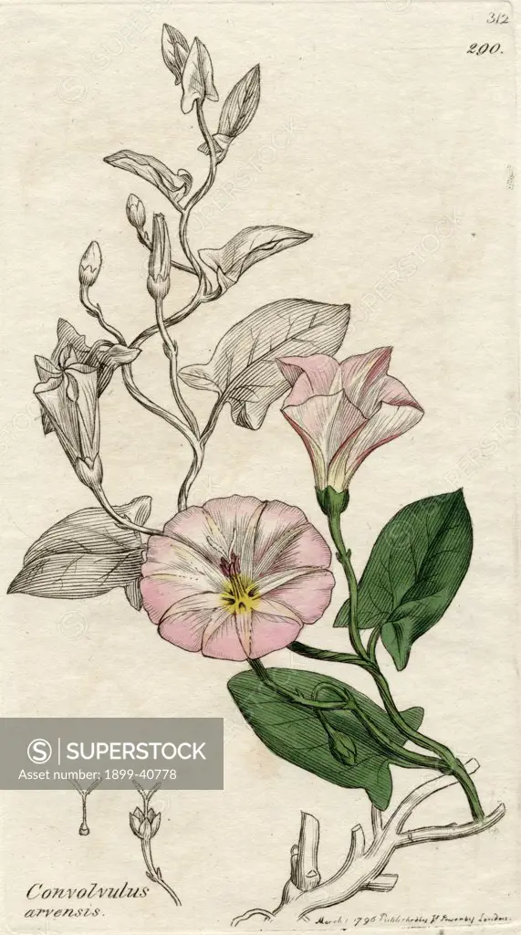 Convolvulus arvensis-Field Bindweed. 1796 print by James Sowerby (1757-1822) British botanical artist. From the book ""English Botany"" by Sir James Edward Smith with illustrations by James Sowerby,published c.1790-1810.