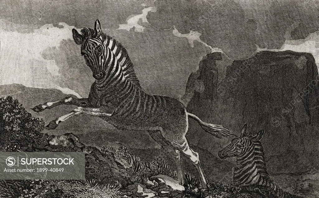 Quagga. Equus Quagga with a view of the Table Mountain at the Cape of Good Hope Engraved by Scott after Craig. From the book ""The Gallery of Nature and Art"" volume II. Published London c.1823.