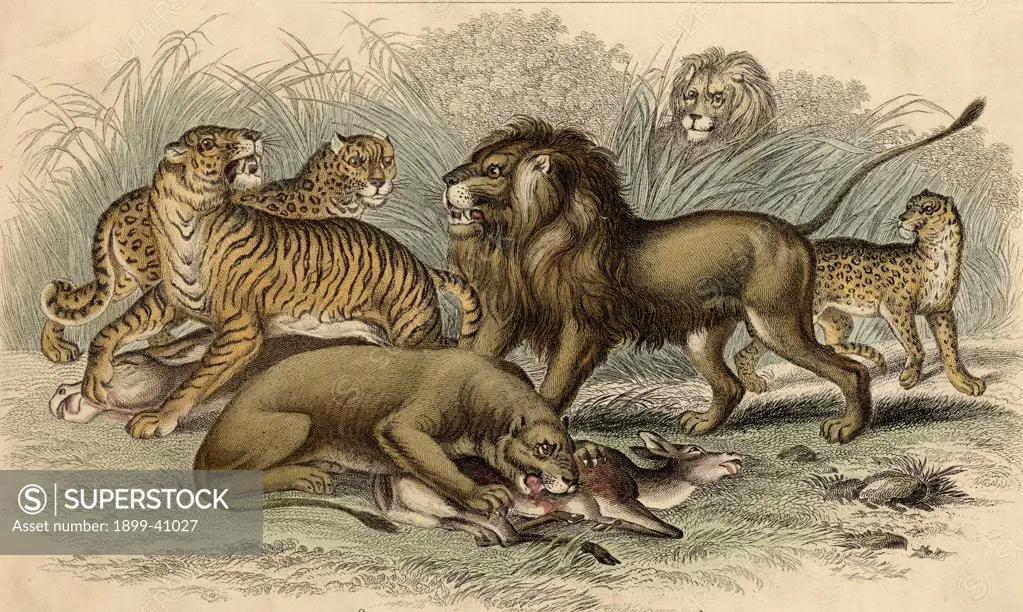 1. Asiatic Lion. 2. Lioness. 3.Bengal Tiger. 4.Leopard. 5.Jaguar. 19th century engraving drawn by J. Stewart, engraved by J. Miller.