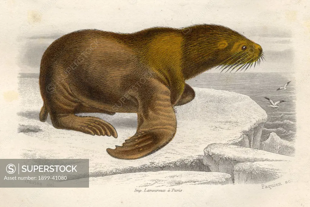 The Sea Lion, drawn by Edouard Travies, engraved by Paquien.