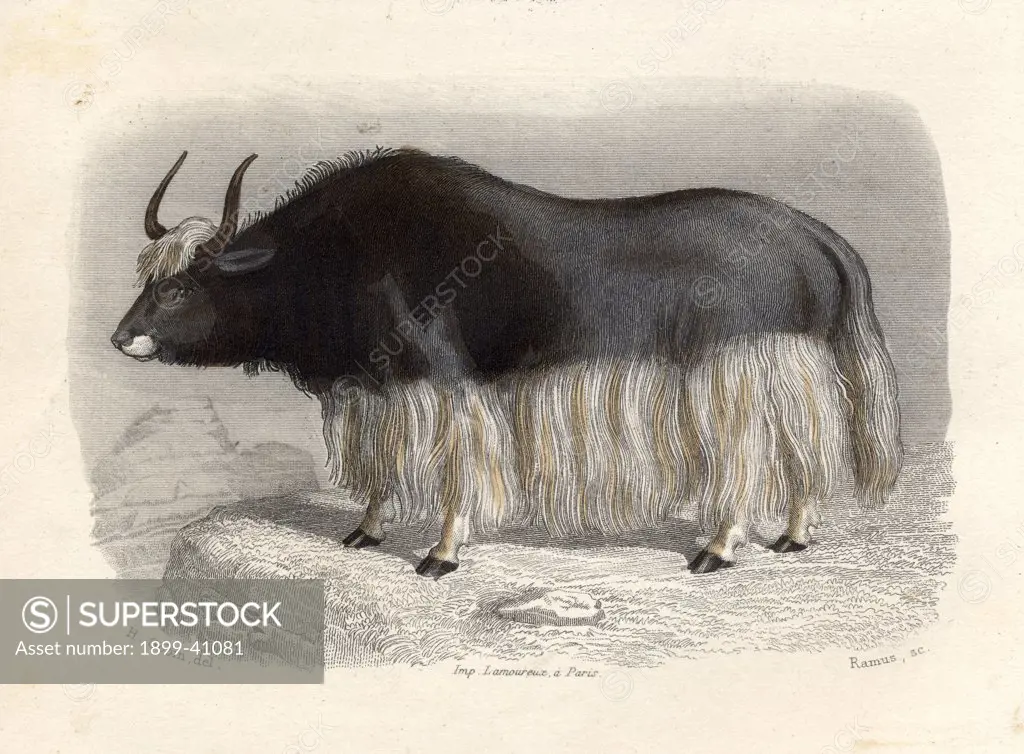 The Tartary Cow, drawn by H. Gobin, engraved by Ramus.