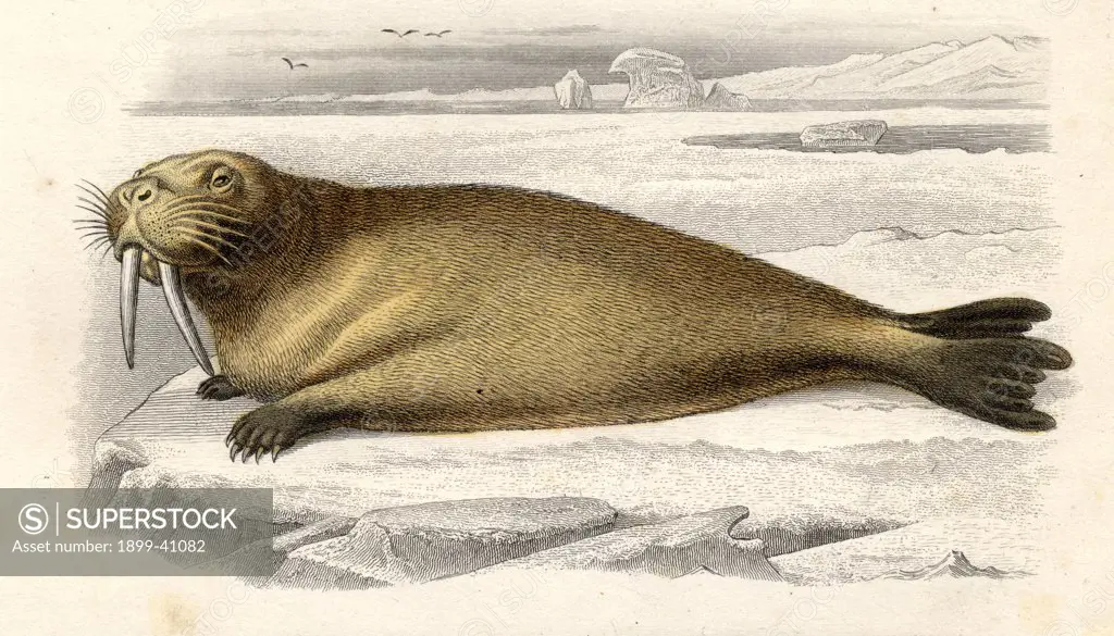 The Walrus, drawn by Edouard Travies, engraved by Paquien