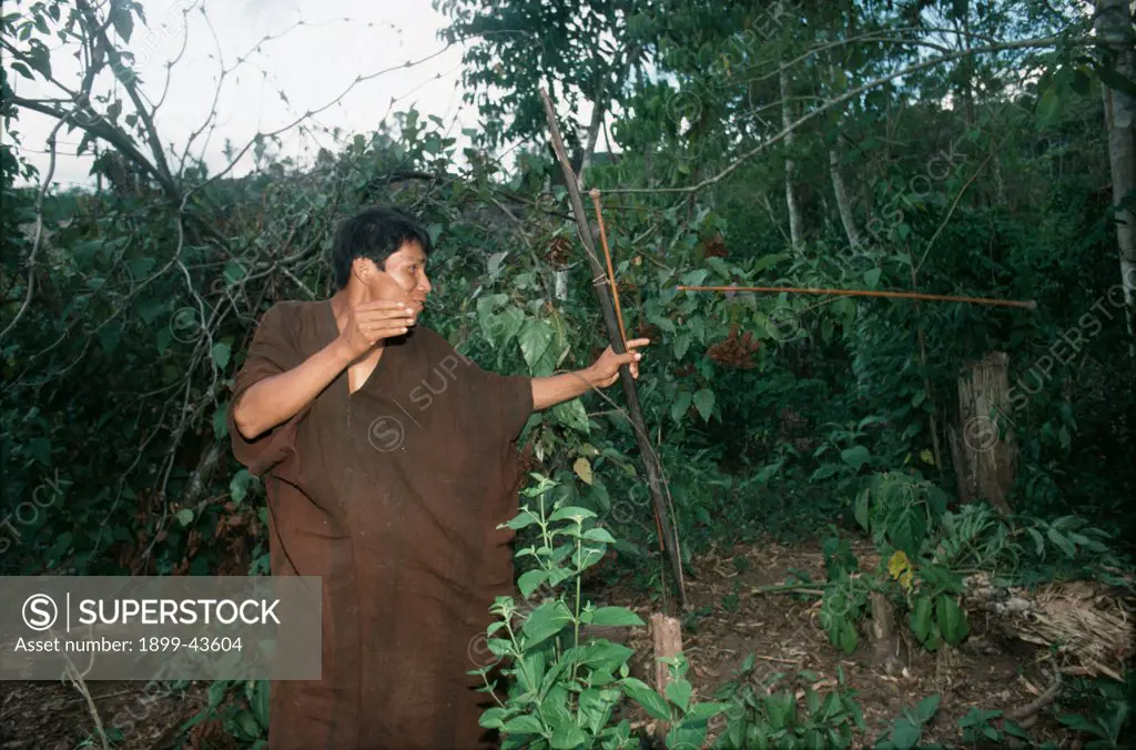 AMAZON - PERU, vicinity Satipo. Campa or Ashaninka Indians. Hunting. Bows and arrows with hardwood tips as well as catapults are used to catch animals, birds and even insects. 