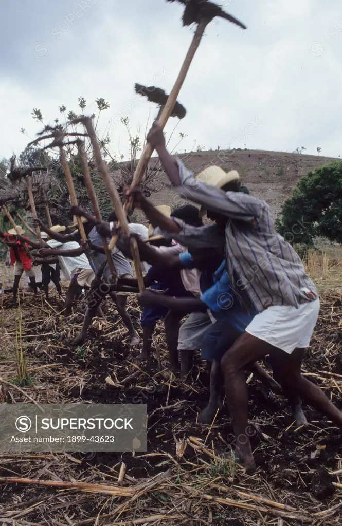 PEASANT FARMING, HAITI. Central Plateau. Villagers working together from sunrise to sunset, preparing the ground for planting. . These occasions are known as Konbits. An elderly man beats a rhythm on a drum. 