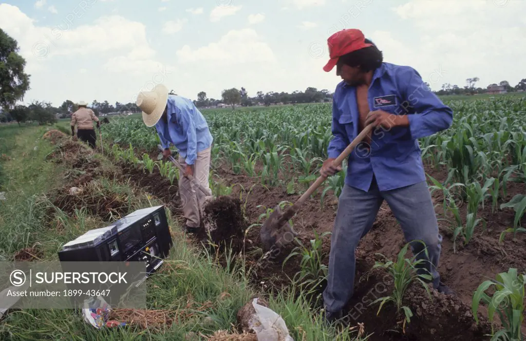 RURAL LIFE, MEXICO. Texcoco. . These farmers may soon be homeless and will probably end up living on the streets of Mexico City. They are tenant farmers and the land they farm has been sold to a property company. 