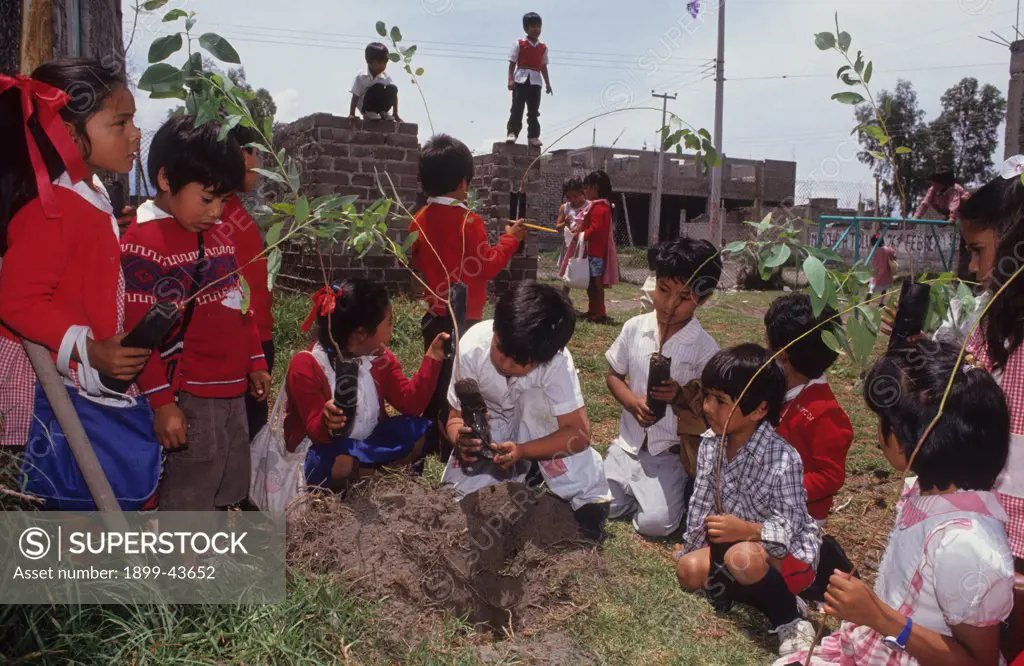 TREE PLANTING, MEXICO CITY. Chalco District. . In an attempt to alleviate the environmental problems in the city, the government is providing citizens with three seedlings to plant. 