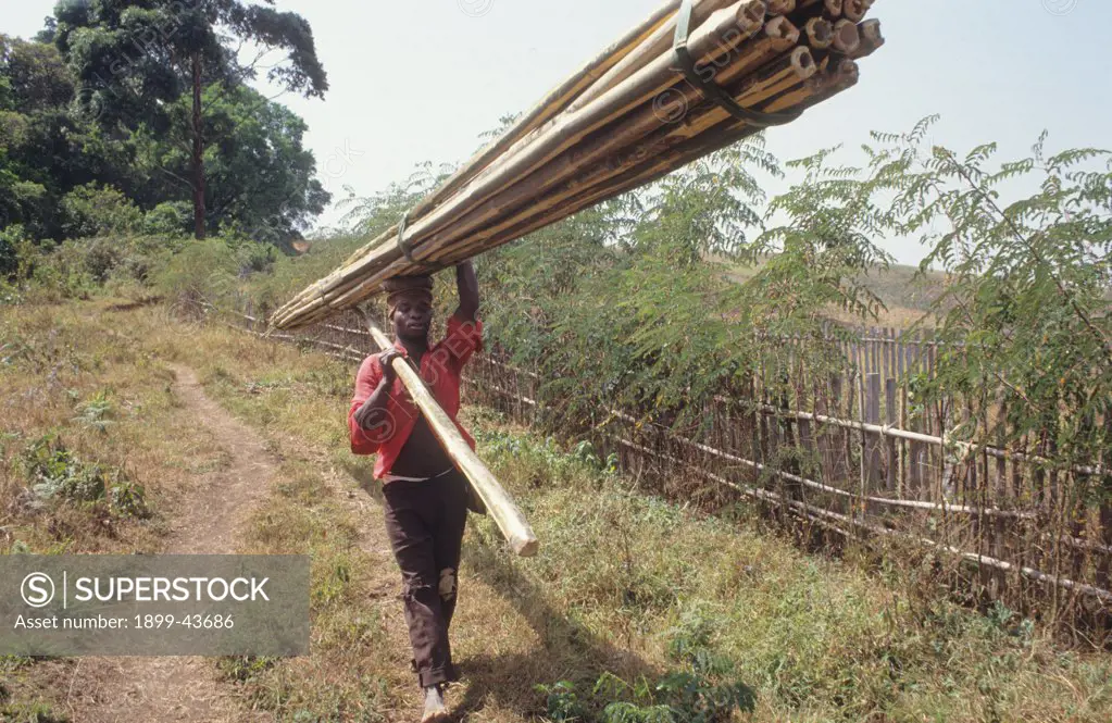 HARVESTING BAMBOO, CAMEROON. Mount Oku, Bamenda Highlands. Carrying newly cut bamboo. . 