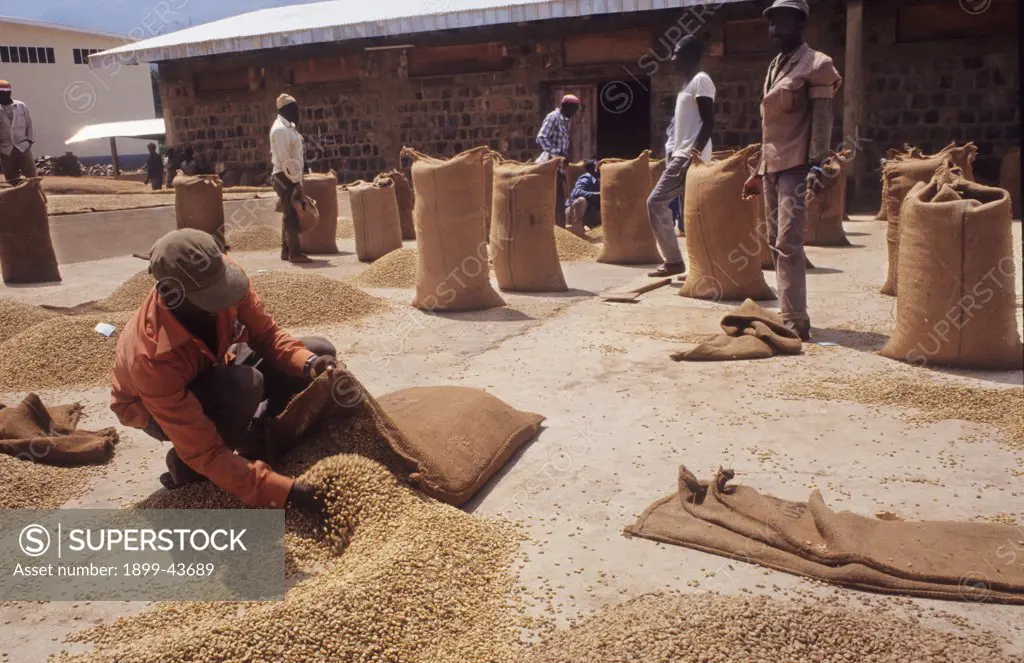 GRADING COFFEE BEANS, CAMEROON. SW Province, Mount Kupe - Nyasoso. Coffee harvest at the warehouse. . 