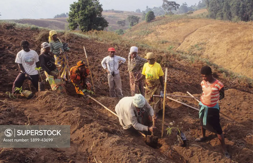 EROSION CONTROL, CAMEROON. Mount Oku, Bamenda Highlands. Establishing a contour hedge to prevent erosion. The A-frame is used to plot a level contour across the slope. . Initially, Tephrosia, a leguminous shrub is sown followed by Calliandra, an exotic tree species. Contour hedges help prevent soil loss from steep slopes, thus reducing the need to destroy more of the forest. 