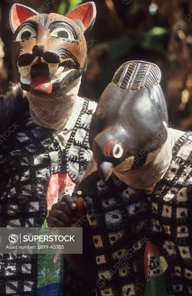 JUJU DANCE, CAMEROON. Mount Oku, Bamenda Highlands. Juju Dance for the environment. Juju dancers, dressed as forest animals, depict the destruction of the forest. . Juju is an intrinsic part of the culture and promotes a powerful conservation message to the audience. 