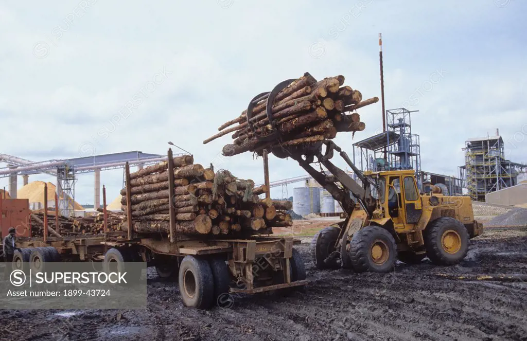 LOGGING, TANZANIA. Loading a truck to take logs to a paper mill. . 
