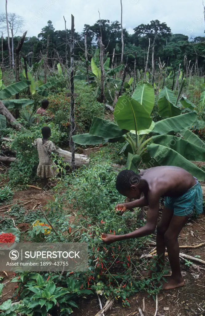 AGRICULTURE, NIGERIA. Harvesting crops grown on deforested land by slash and burn agriculturalists. . 