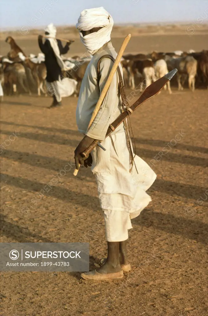 LIVESTOCK - SUDAN, Kordofan Province. Animals being taken to pasture. In recent years, the size of the herds has increased and overgrazing has contributed to erosion. . 