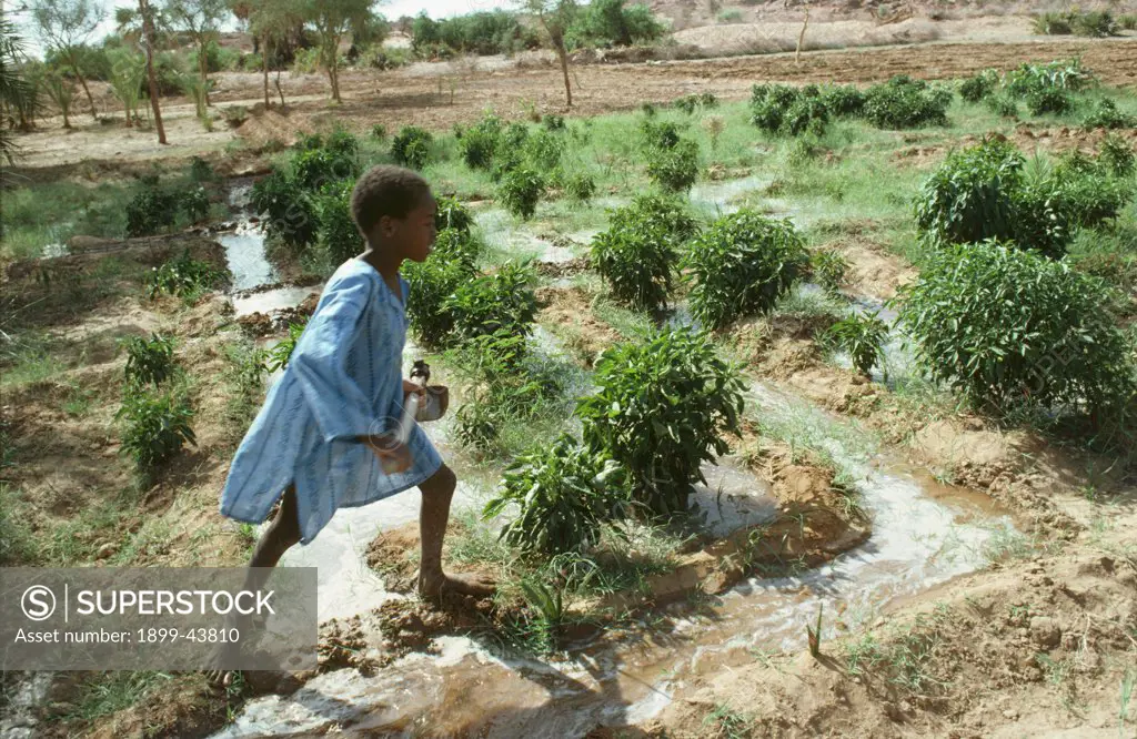 VEGETABLE GARDENING, NIGER (West Africa). Tahoua Village. Irrigating crops. . Food production in the Sahel is critically dependent on seasonal rains, which, in recent years, have become increasingly unreliable, due to climate change. 