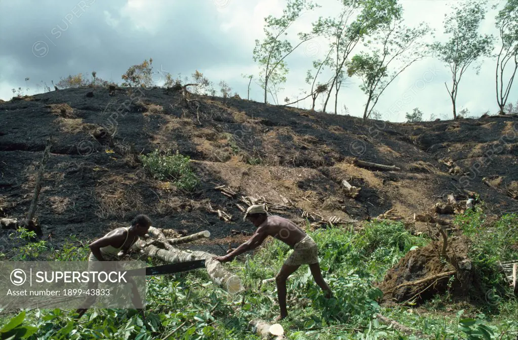 DEFORESTATION, SRI LANKA. Cutting down unproductive rubber trees. . 
