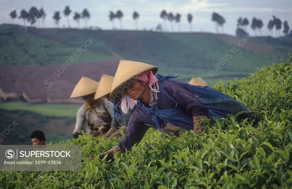 TEA PLANTATION, INDONESIA. . 