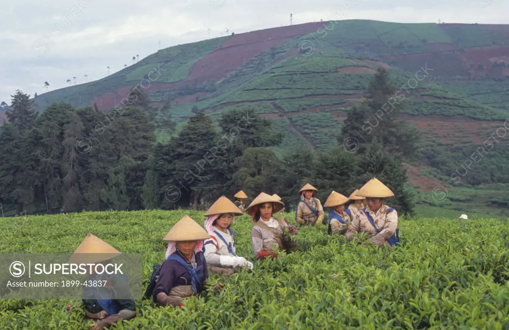 TEA PLANTATION, INDONESIA. . 