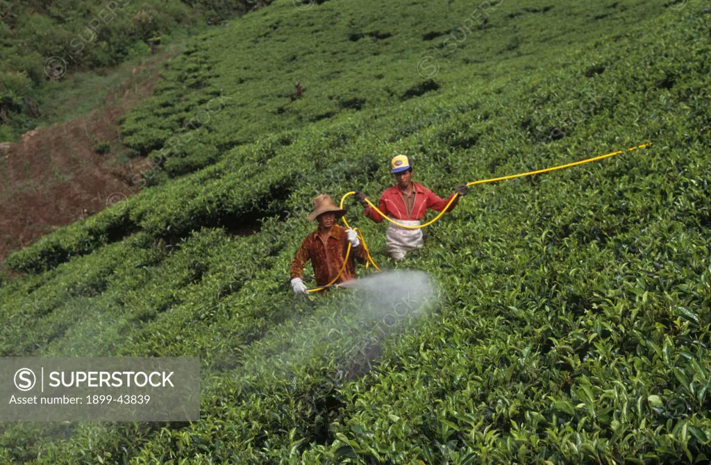 TEA PLANTATION, INDONESIA. Pesticide spraying. . 