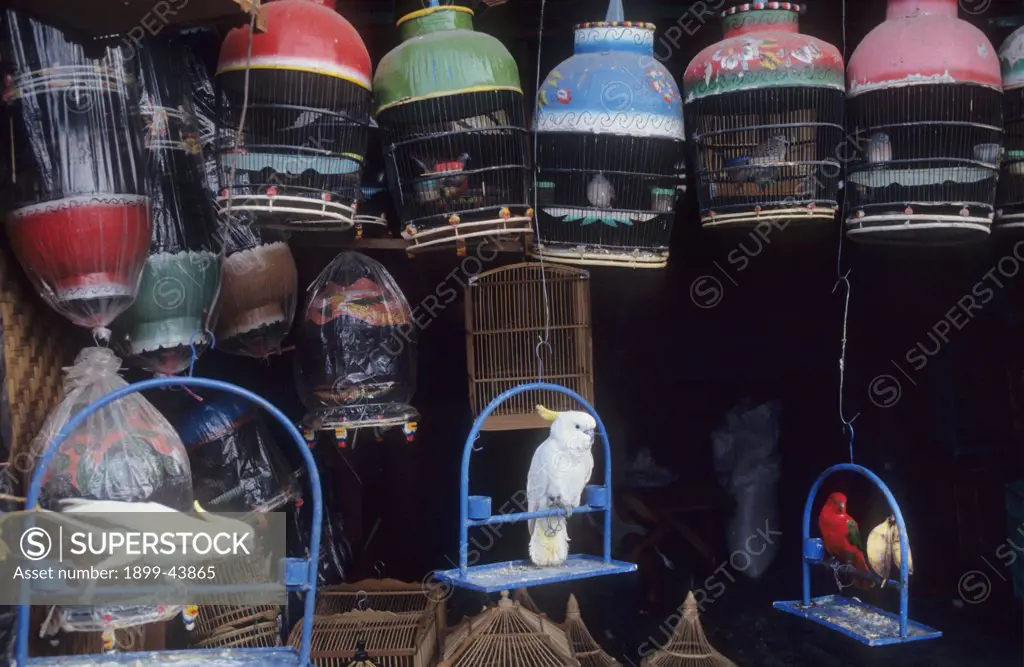 BIRD & ANIMAL MARKET, BALI. Denpasar. . 