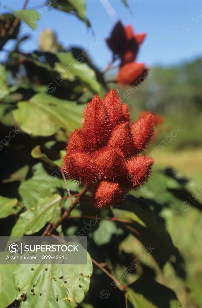 ANATTO SHRUB, BRAZIL. Wildly grown shrub in the Amazon. Produces red food colouring agent labelled E162B commonly used in the west. Amazonian indians use it as a body paint and it is thought to repel mosquitos. . 