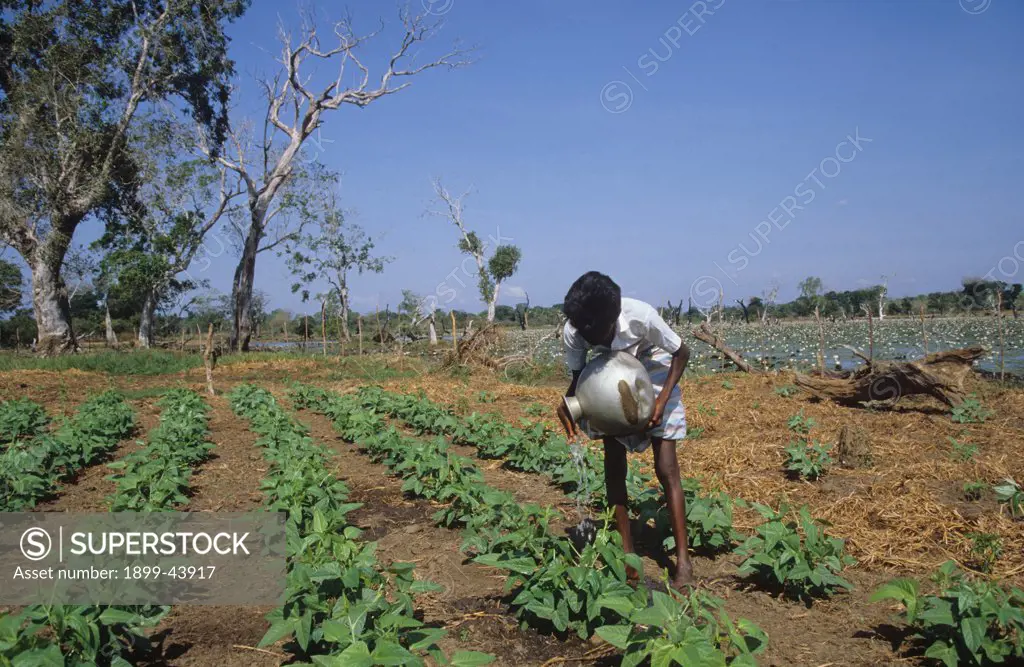 IRRIGATION, SRI LANKA. Vicinity Hambantota. Irrigating crops by hand. . 