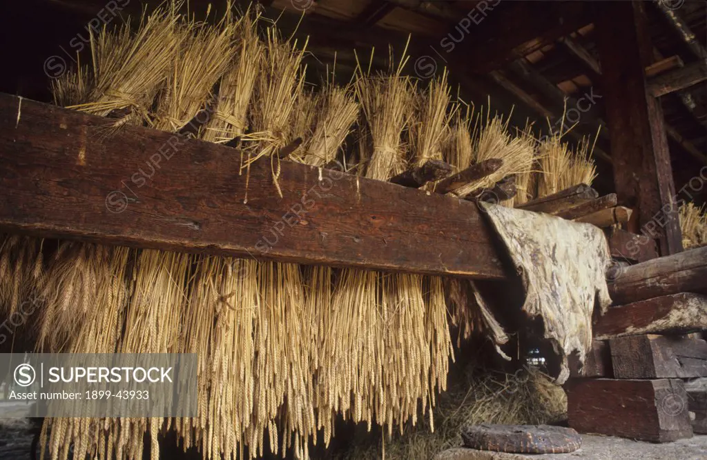 AGRICULTURE, BHUTAN. Paro Valley. Storing sheaves of grain in the roof of a farm house. . 
