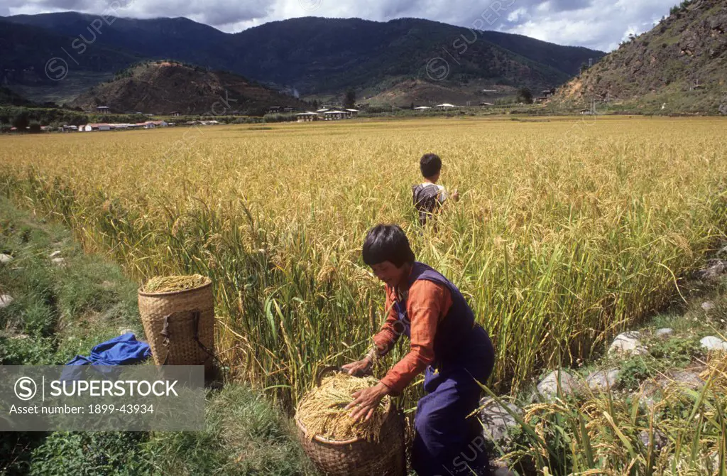AGRICULTURE, BHUTAN. Paro Valley. Women harvesting rice. . 