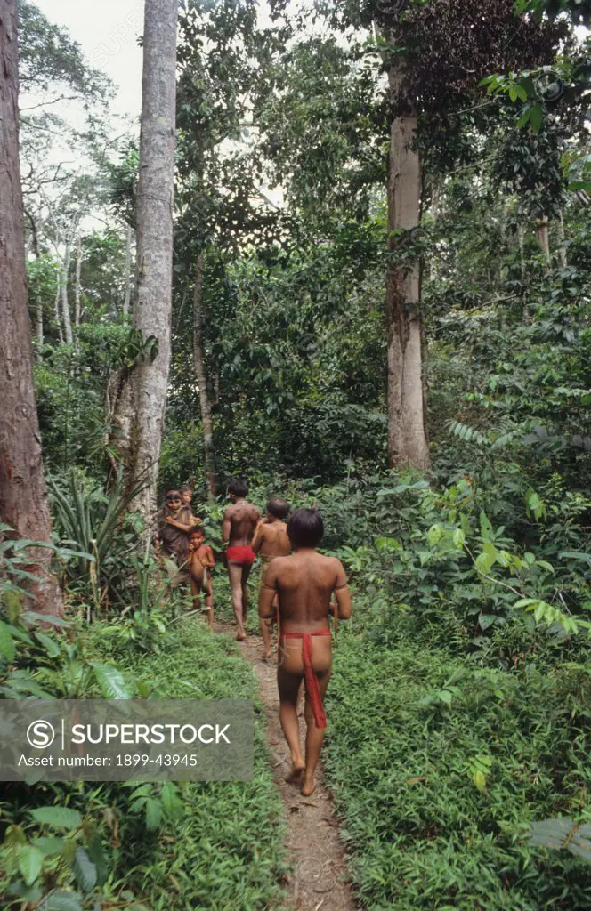 YANOMAMI AMERINDIANS, VENEZUELA AMAZONAS. Serra Parima, orinoco river basin. Gathering food from the forest. The Yanomami continue to live as tribal farmers, practising an ecologically sound form of shifting cultivation, supplementing thier diet with fishing and hunting. They live in one of the most inaccessible regions of the Amazon, and of all the Amerindian tribes, the Yanomami have the least exposure to the modern world. Their future may now be threatened by diseases spread by illegal Brazil