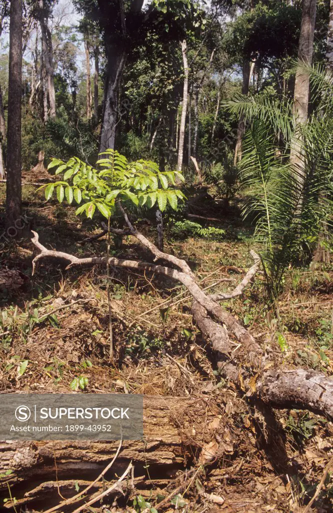 MAHOGANY TREE PLANTATION,BRAZIL. Rondonia, Amazon. 3 year old mahogany trees. It takes 25 years to grow mahogany trees big enough to log. . 