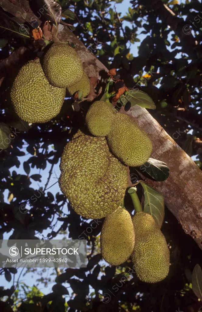 JACK FRUIT, BRAZIL. Amazon. Abandoned cattle ranch land is usually left unused. In some places peasant farmers have settled and successfully grown tree fruit crops. . 