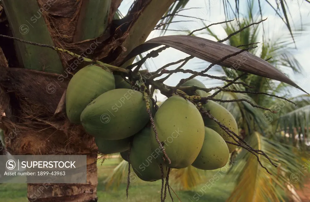 COCONUT, BRAZIL. Amazon. Abandoned cattle ranch land is usually left unused. In some places peasant farmers have settled and successfully grown tree fruit crops. . 