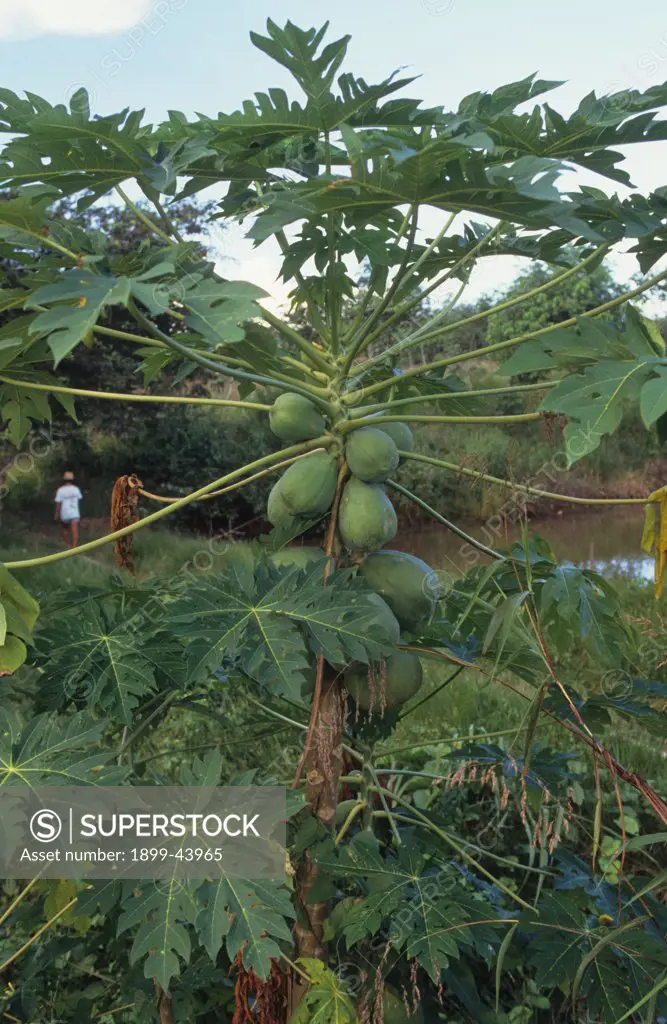 PAPAYA, BRAZIL. Amazon. Abandoned cattle ranch land is usually left unused. In some places peasant farmers have settled and successfully grown tree fruit crops. . 