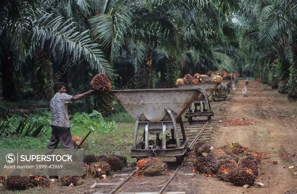 OIL PALM PLANTATION, MALAYSIA. Golden Hope Oil Palm plantation. Oil palm fruit bunches being transported to the refinery. . 