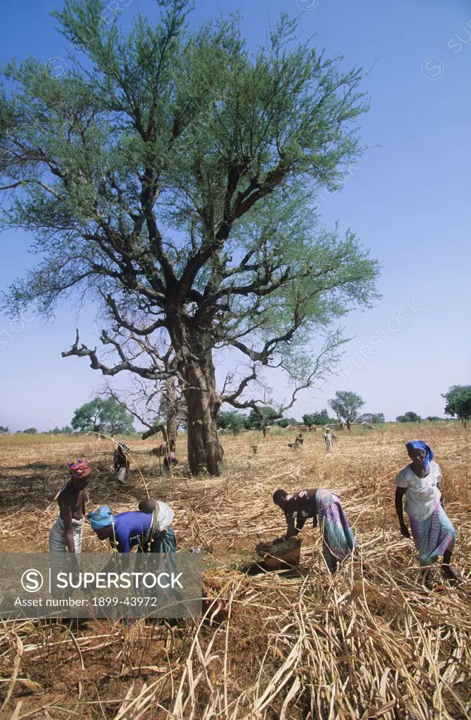 AGRICULTURE, BURKINA FASO. Silmiougou Village. Harvesting sorghum - men cut the plant, women gather the seeds. . 