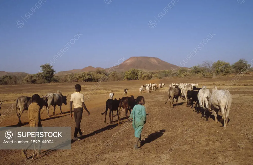 CATTLE HERDER, BURKINA FASO. Yatenga Province, Kalsaka Village. Goats, sheep & cattle being taken to pasture. Grass & bushes are destroyed by overgrazing leading to erosion. . 