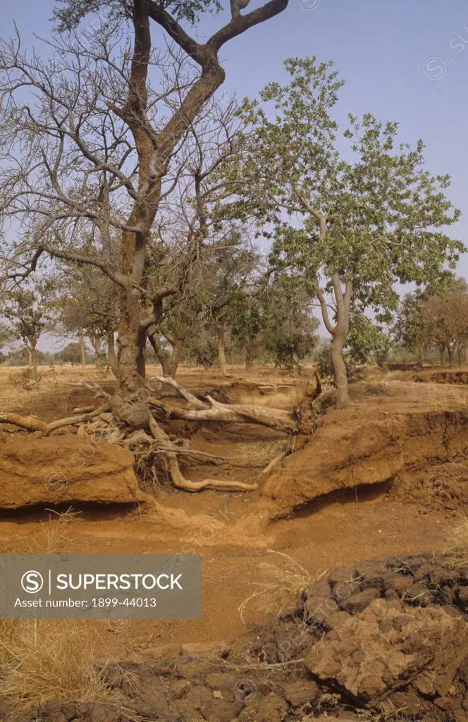 EROSION, BURKINA FASO. Yatenga Province, Kalsaka Village. Gullies appear as the water, which should be absorbed by the soil, runs off in channels. . 