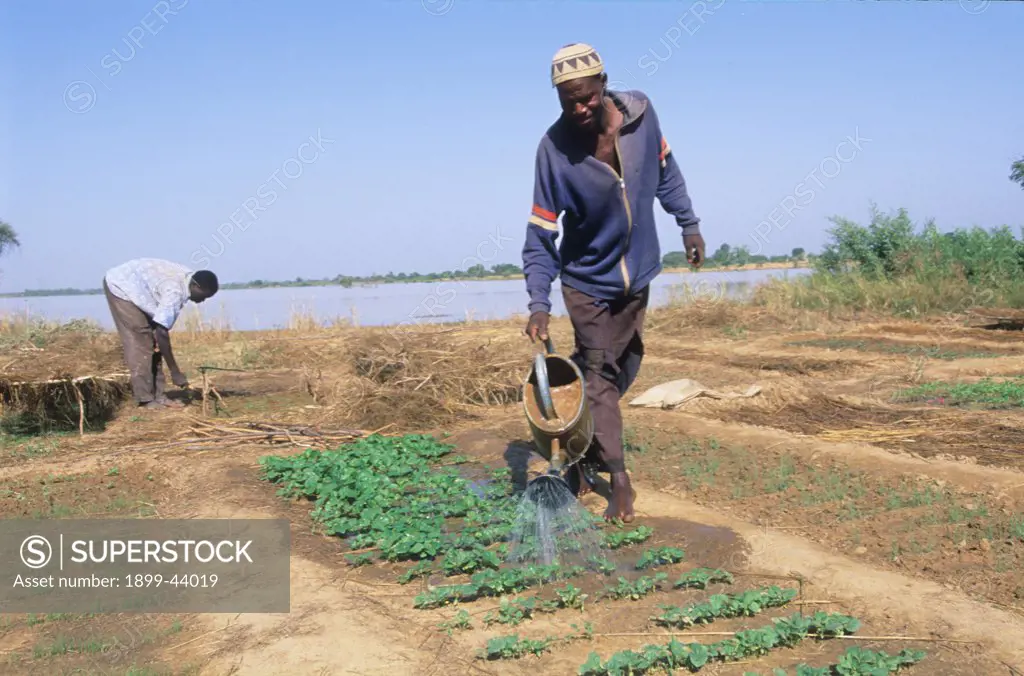 AGRICULTURE, BURKINA FASO. Watering vegetables. . 