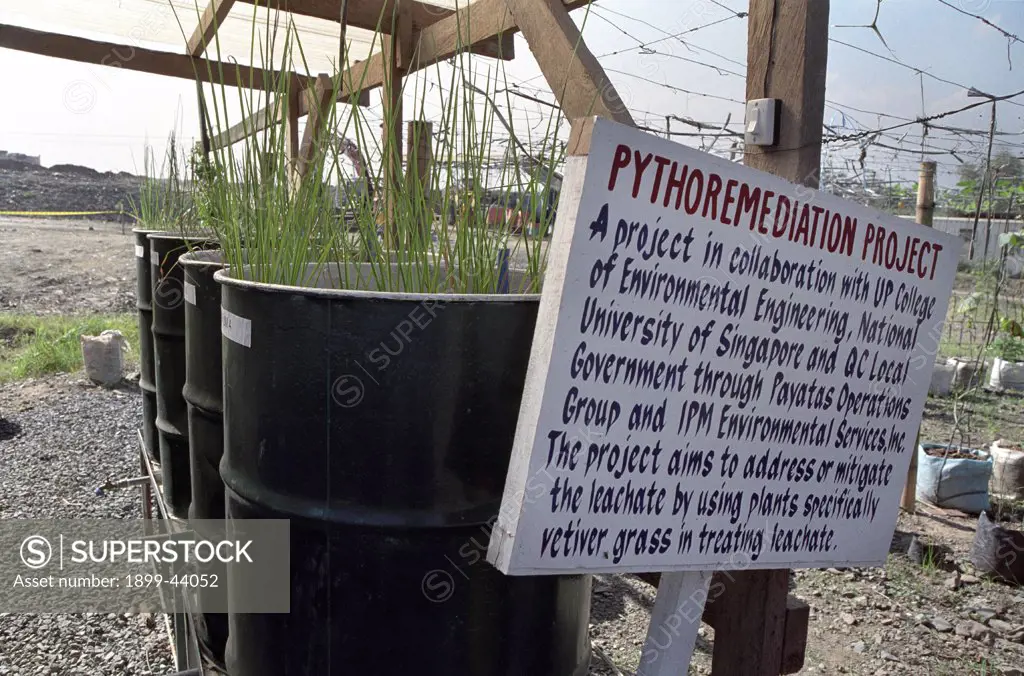 RECYCLING, PHILIPPINES. Manila. Payatas landfill site. Experimenting with plants that can be grown over the rubbish. . 