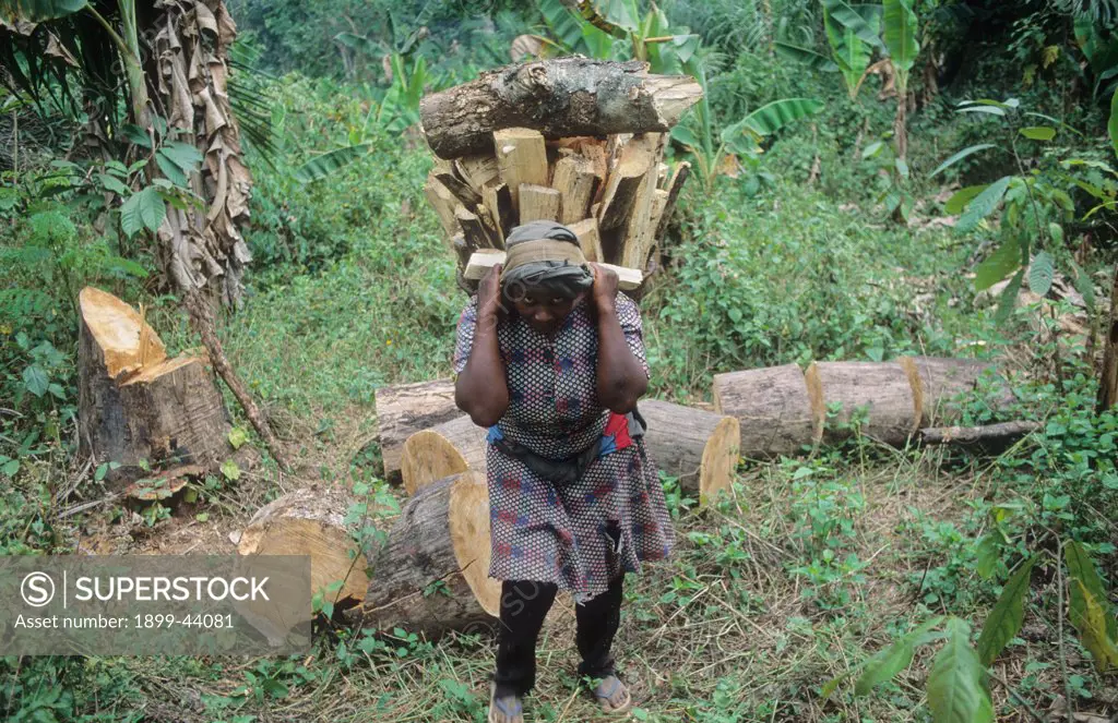 FUELWOOD, CAMEROON. Mount Oku, Bamenda Highlands. Fuelwood gathered from the forest. Families need to burn wood for cooking and heating. . 