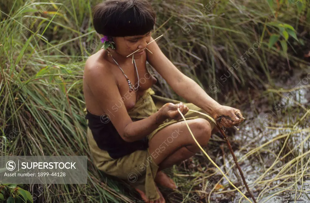 YANOMAMI AMERINDIANS, VENEZUELAN AMAZONAS. Serra Parima, orinoco river basin. Yanomami girl collecting plants used to make rope. . The Yanomami continue to live as tribal farmers, practising an ecologically sound form of shifting cultivation, supplementing thier diet with fishing and hunting. They live in one of the most inaccessible regions of the Amazon, and of all the Amerindian tribes, the Yanomami have the least exposure to the modern world. Their future may now be threatened by diseases sp