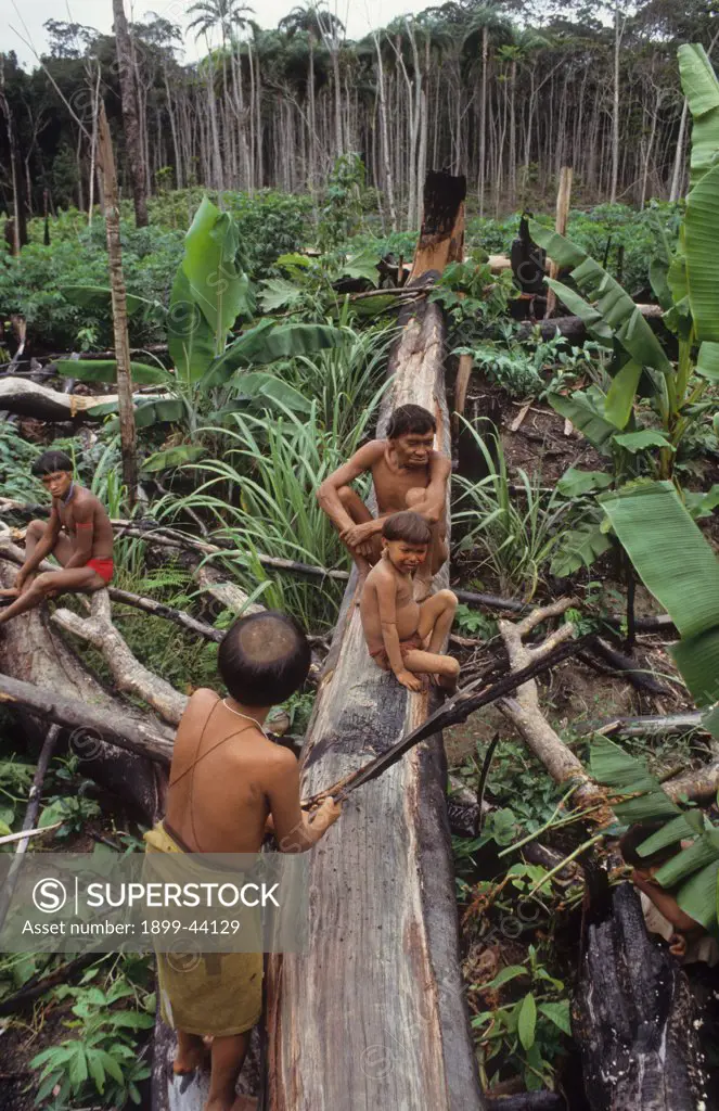 YANOMAMI AMERINDIANS, VENEZUELAN AMAZONAS. Serra Parima, Orinoco river basin. . The Yanomami continue to live as tribal farmers, practising an ecologically sound form of shifting cultivation, supplementing thier diet with fishing and hunting. They live in one of the most inaccessible regions of the Amazon, and of all the Amerindian tribes, the Yanomami have the least exposure to the modern world. Their future may now be threatened by diseases spread by illegal Brazilian gold miners. 