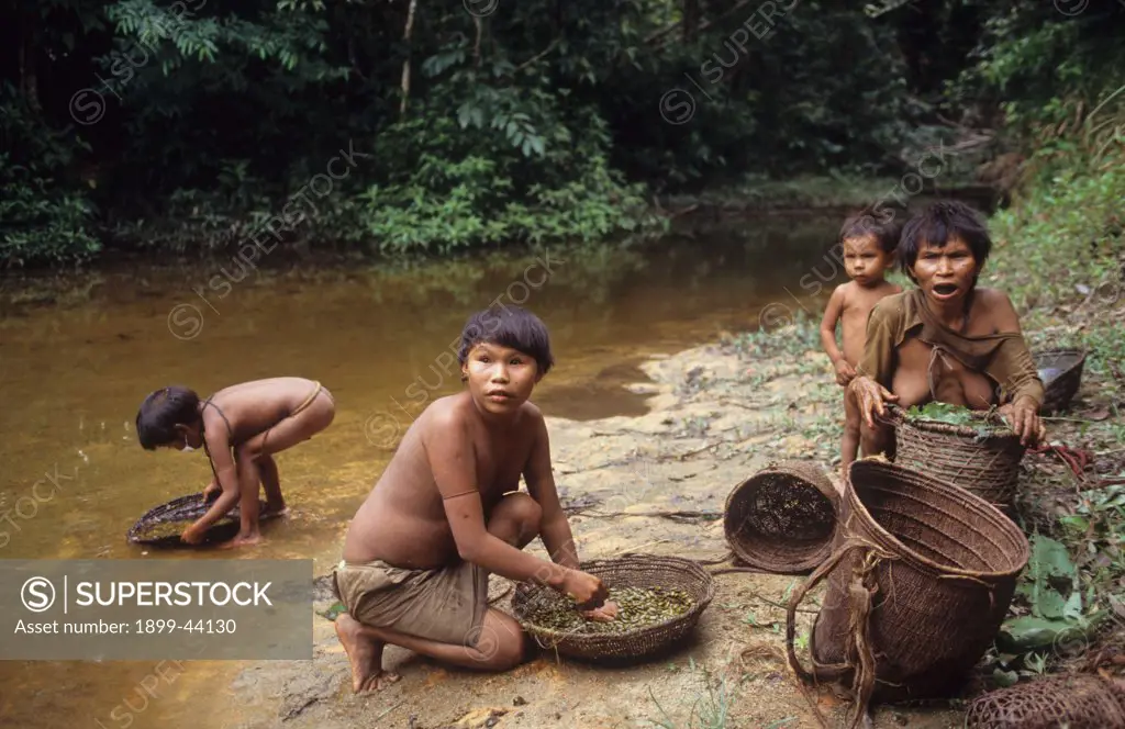 YANOMAMI AMERINDIANS, VENEZUELA AMAZONAS. Serra Parima, orinoco river basin. Washing vegetables in a river. . The Yanomami continue to live as tribal farmers, practising an ecologically sound form of shifting cultivation, supplementing thier diet with fishing and hunting. They live in one of the most inaccessible regions of the Amazon, and of all the Amerindian tribes, the Yanomami have the least exposure to the modern world. Their future may now be threatened by diseases spread by illegal Brazi