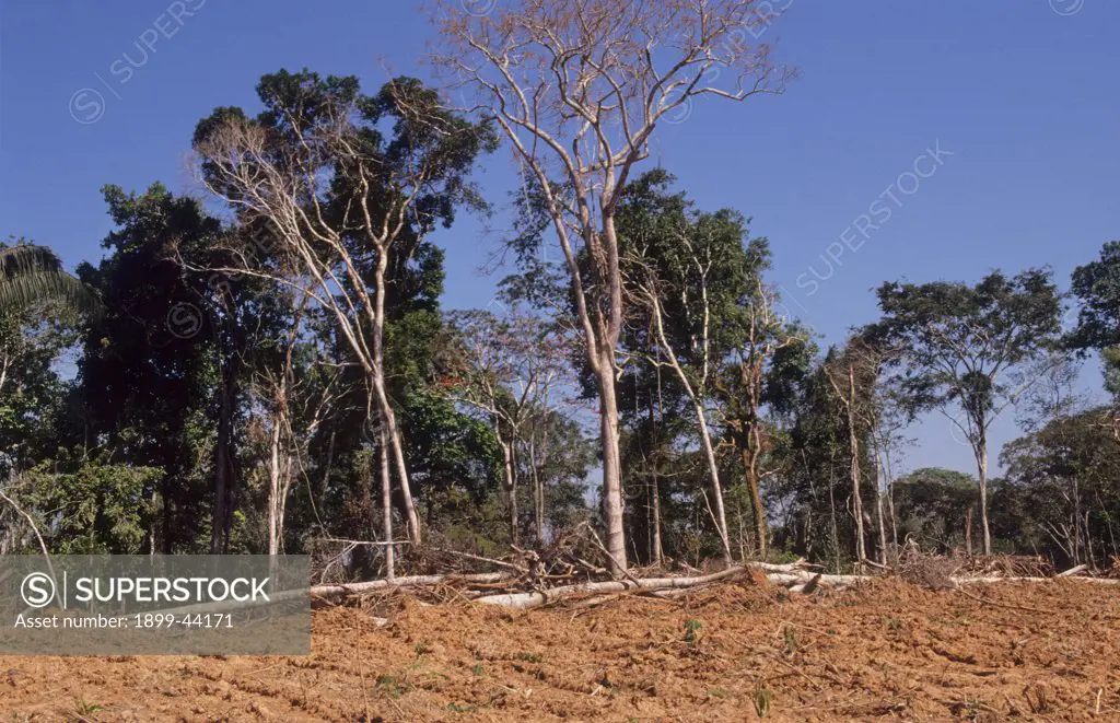 DEFORESTATION AMAZON, BRAZIL. Vicinitiy Rio Branco. Rainforest cut down to clear land to grow sugar cane on. This is processed into alcohol and used as an alternative to petrol for cars. . 