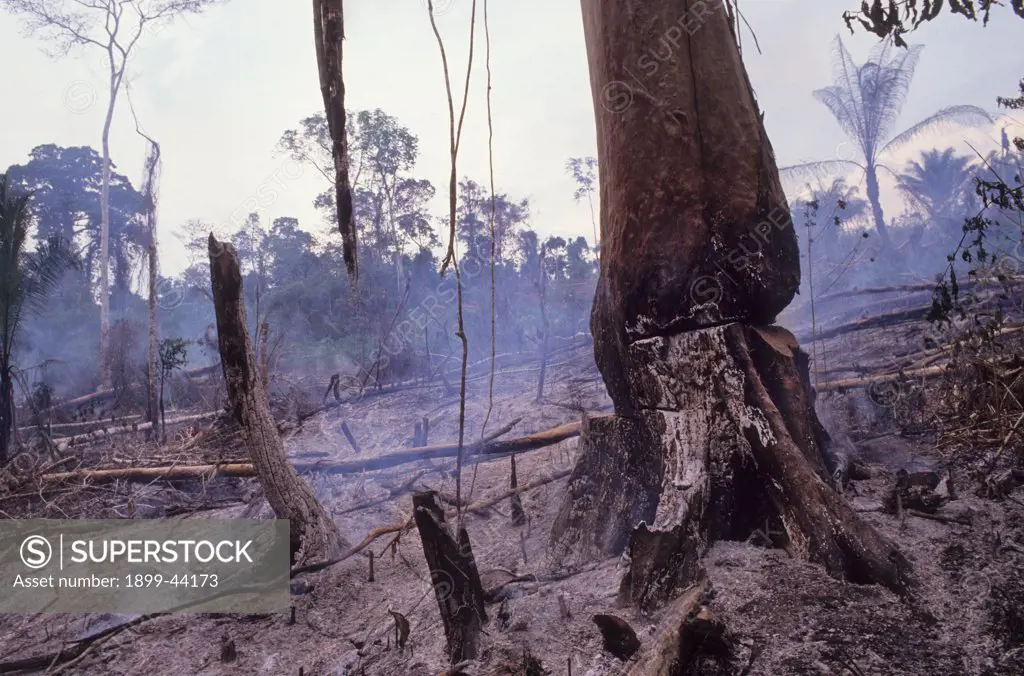 DESTRUCTION - AMAZON, BRAZIL.Vicinitiy Rio Branco. Burning the forest to enlarge cattle ranches. . In the last ten years alone 10% of the Amazon has been cleared. The land usually remains fertile for only a few years then more forest is cleared. 