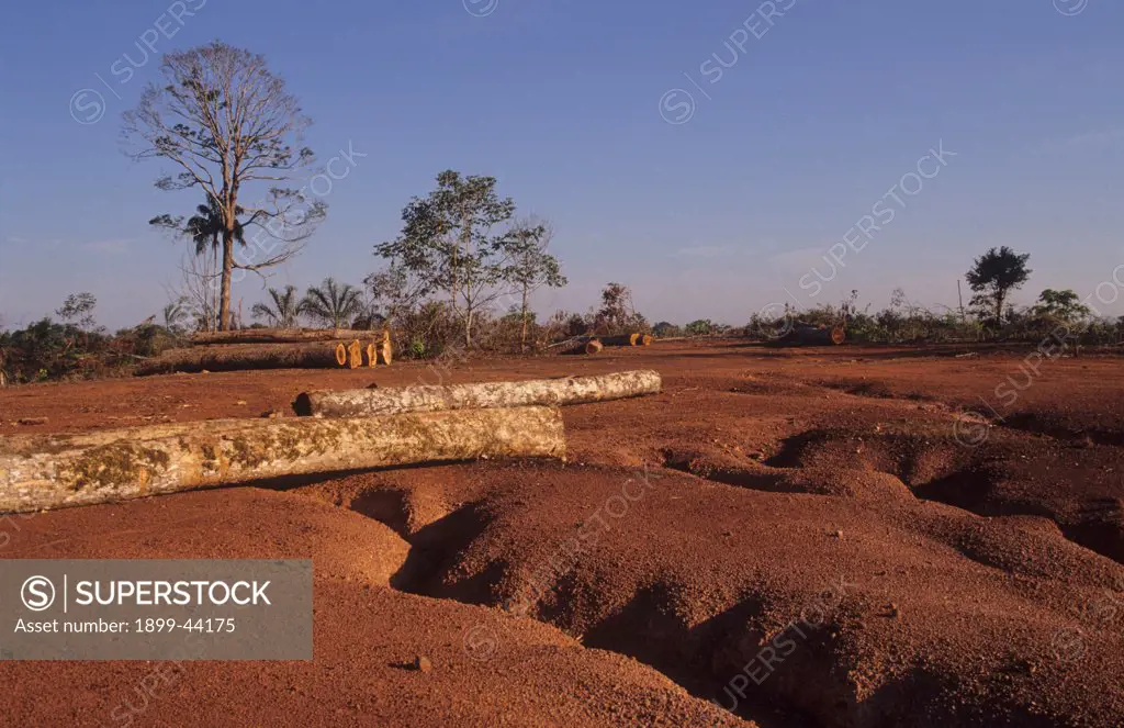 DEFORESTATION AMAZON, BRAZIL. Vicinitiy Rio Branco. Trees have grown on this land for an estimated 60 million years. . Within a few years of the forest being cut down gully erosion has occurred. The top soil will be washed away and the land will remain barren. 