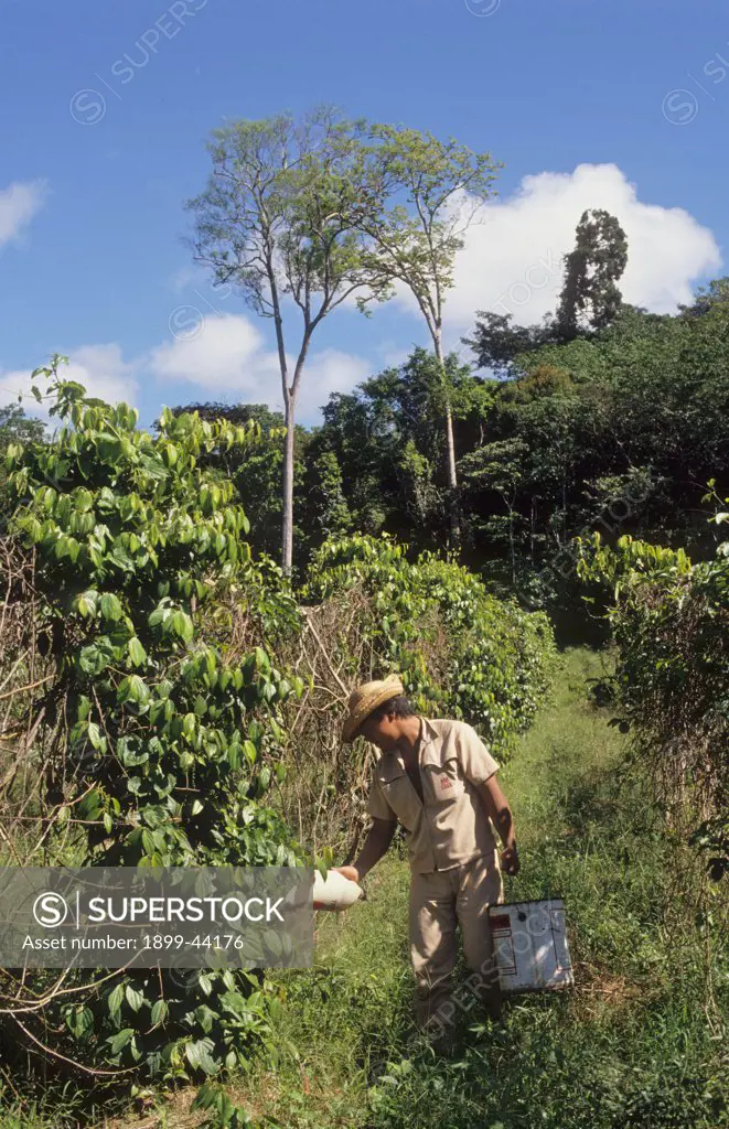 FERTILIZING PEPPER VINES, BRAZIL. Amazon. Tome-Acu, vicinity Paragominas. . A Japanese agro-forestry farm carved out of the forest 40 years ago. A very successful example of sustainable farming in the Amazon. 